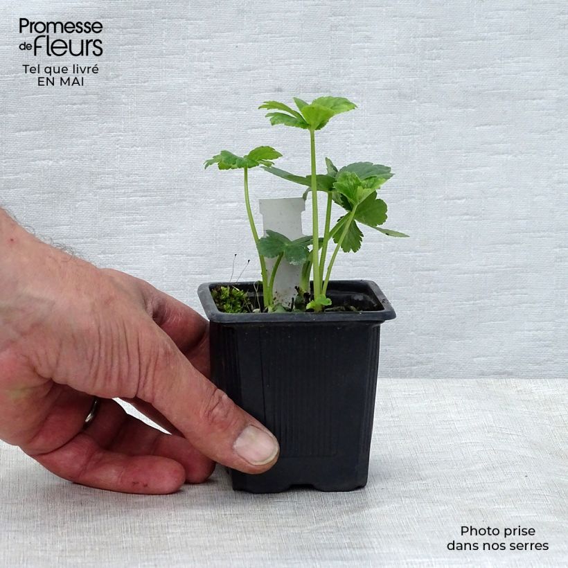 Astrantia major - Masterwort 8/9 cm pot sample as delivered in spring