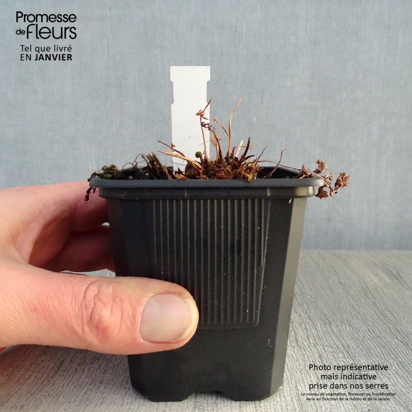 Athyrium filix-femina - Lady Fern 8/9 cm pot sample as delivered in winter