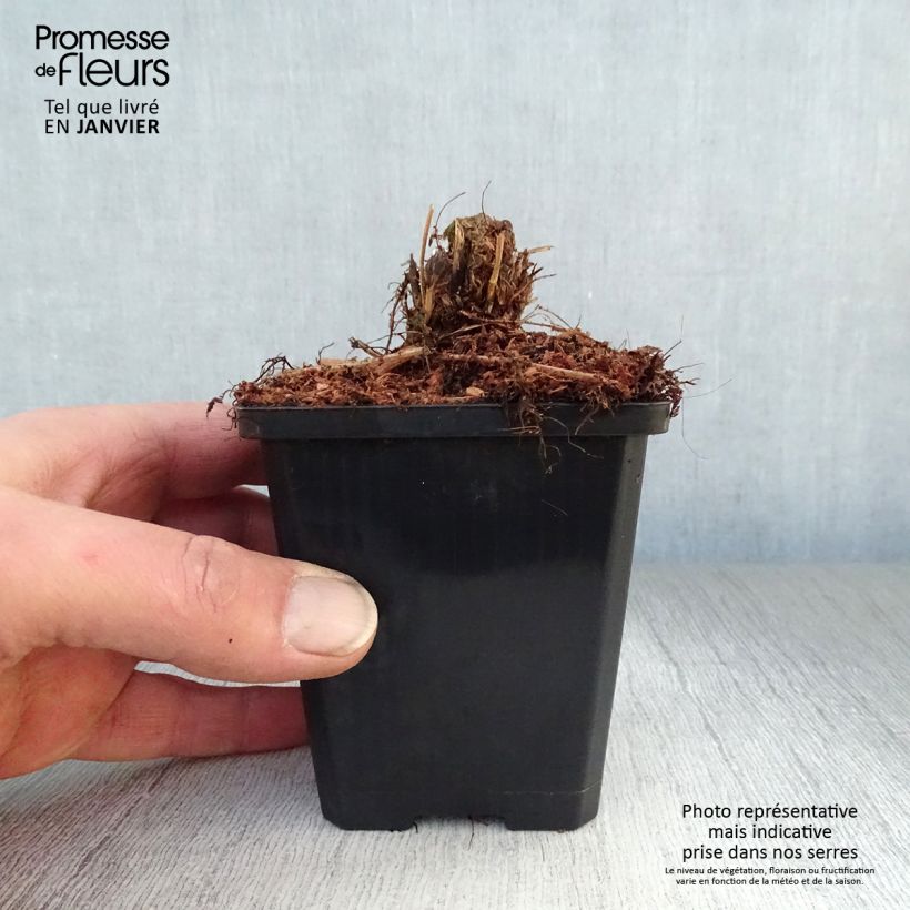 Athyrium filix-femina Lady in Red - Lady Fern 8/9 cm pot sample as delivered in winter