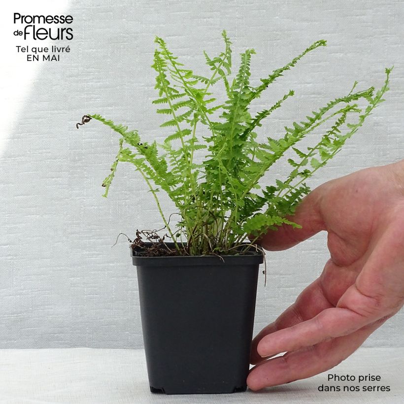 Athyrium filix-femina Victoriae - Lady Fern 8/9 cm pot sample as delivered in spring