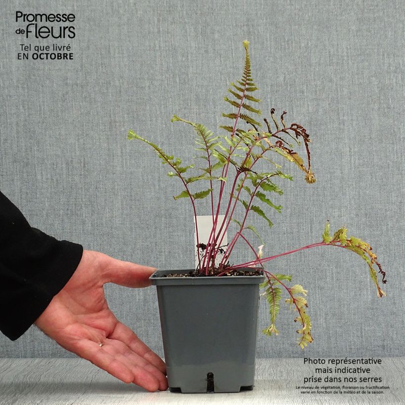 Athyrium niponicum Crested Surf - Painted Fern 8/9 cm pot sample as delivered in autumn