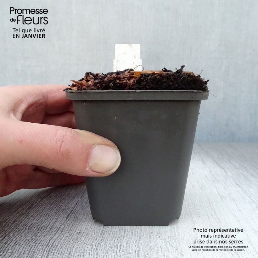 Athyrium niponicum Pewter Lace - Painted Fern 8/9 cm pot sample as delivered in winter