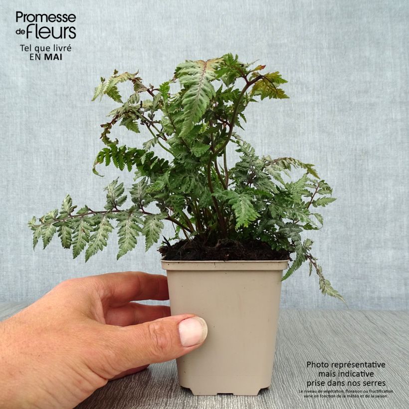Athyrium niponicum Pewter Lace - Painted Fern 8/9 cm pot sample as delivered in spring