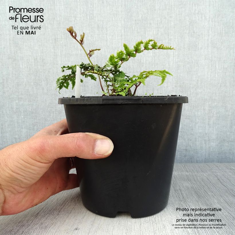 Athyrium niponicum var. pictum - Painted Fern 2L/3L pot sample as delivered in spring