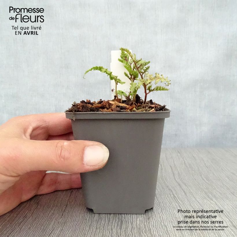 Athyrium niponicum Ursulas Red - Painted Fern 8/9 cm pot sample as delivered in spring