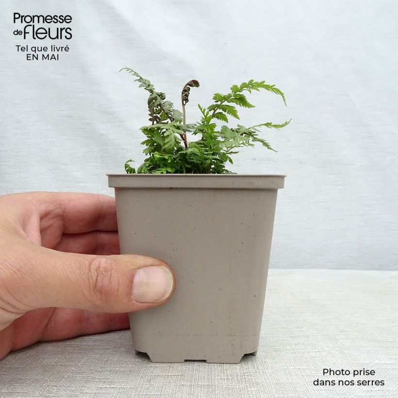 Athyrium niponicum var. pictum Red Beauty - Painted Fern 8/9 cm pot sample as delivered in spring