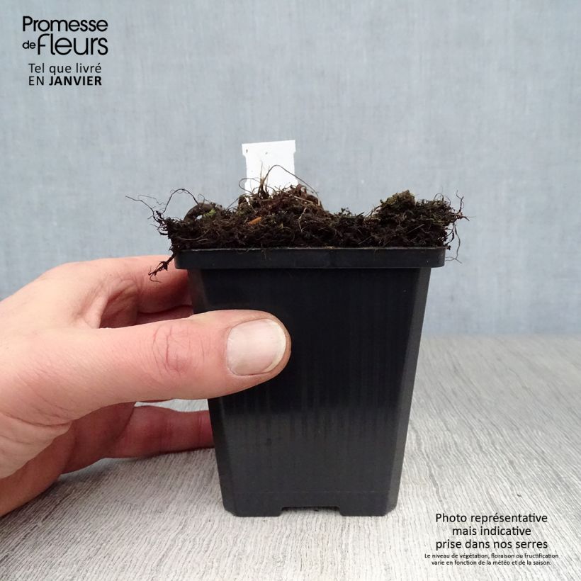 Athyrium niponicum var. pictum Red Beauty - Painted Fern 8/9 cm pot sample as delivered in winter