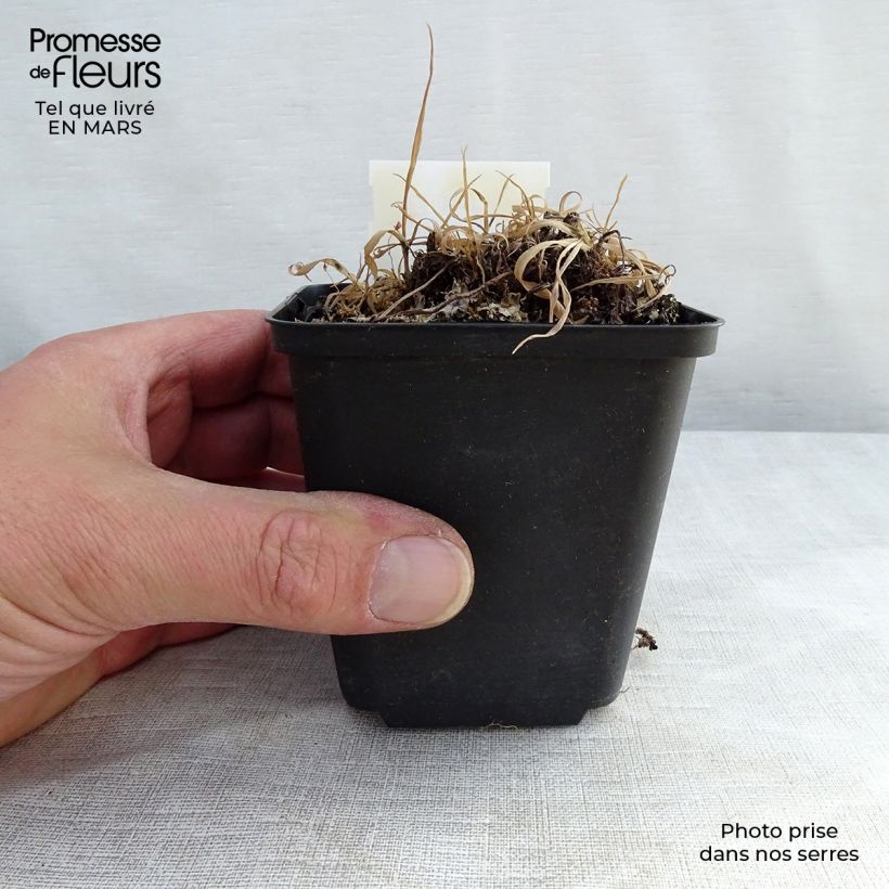 Athyrium otophorum var. okanum - Eared Lady Fern 2L/3L pot sample as delivered in winter