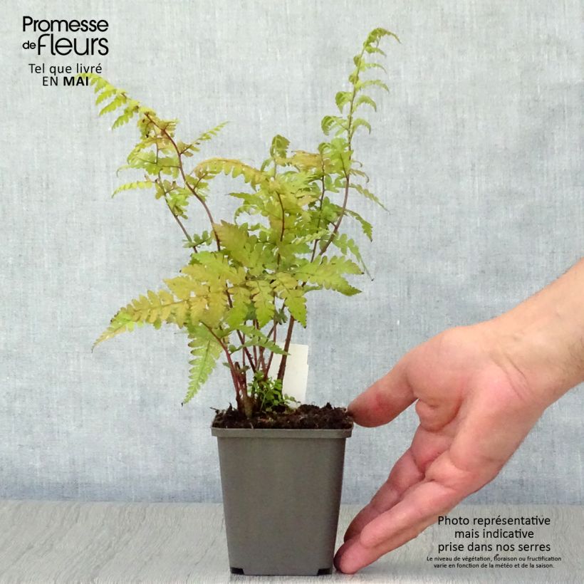 Athyrium vidalii - Lady Fern 8/9 cm pot sample as delivered in spring