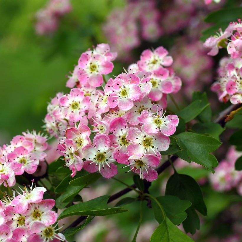 Crataegus Princesse Sturdza - Midland Hawthorn (Flowering)