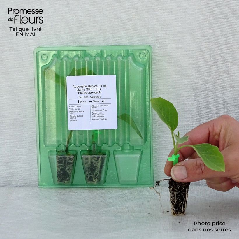 Aubergine Grafted Bonica F1 Plants Plug plant 1.5/2.5 cm sample as delivered in spring
