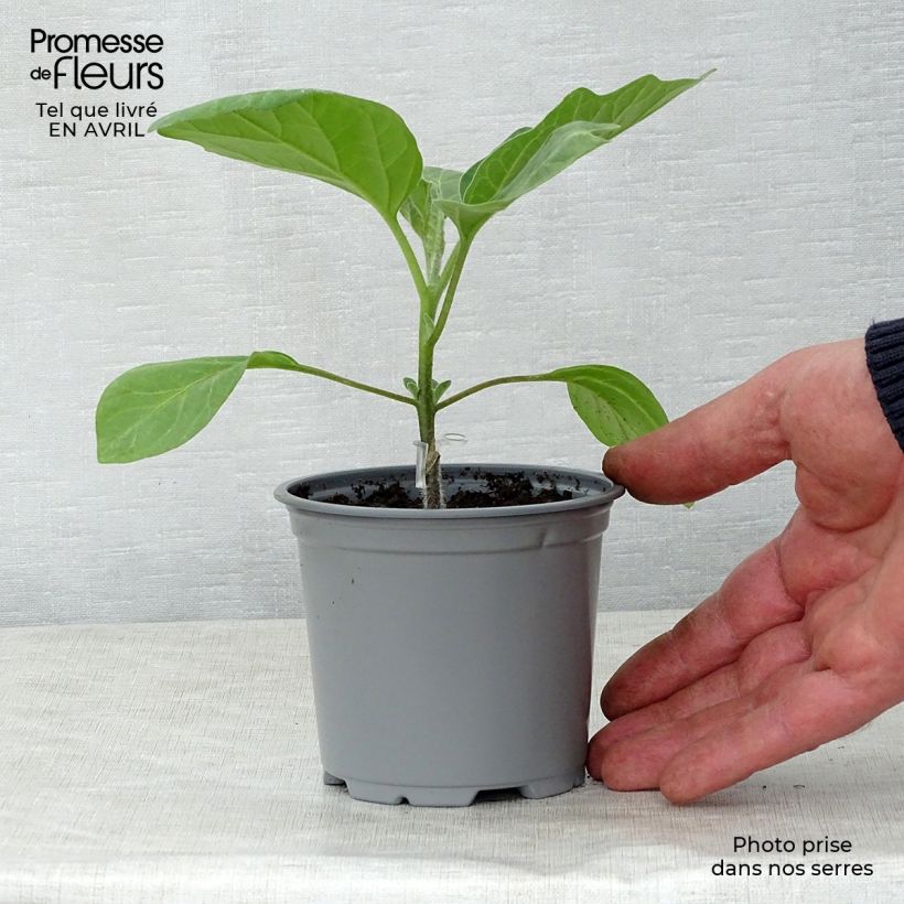 Aubergine Grafted Bonica F1 Plants 8/9 cm pot sample as delivered in spring