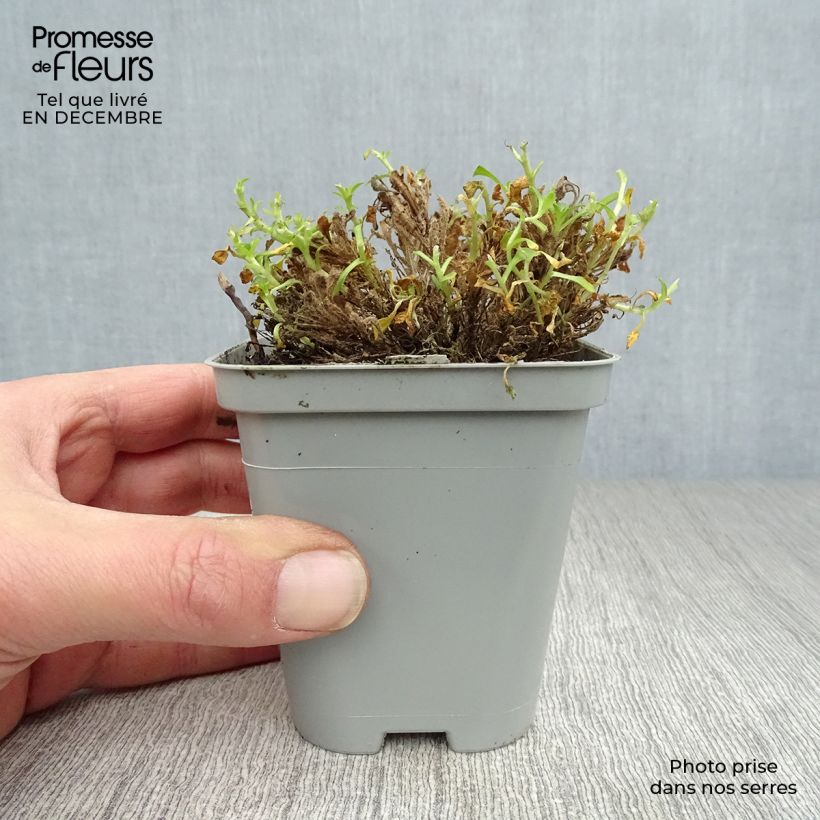 Aubrieta Bressingham Red 8/9 cm pot sample as delivered in winter