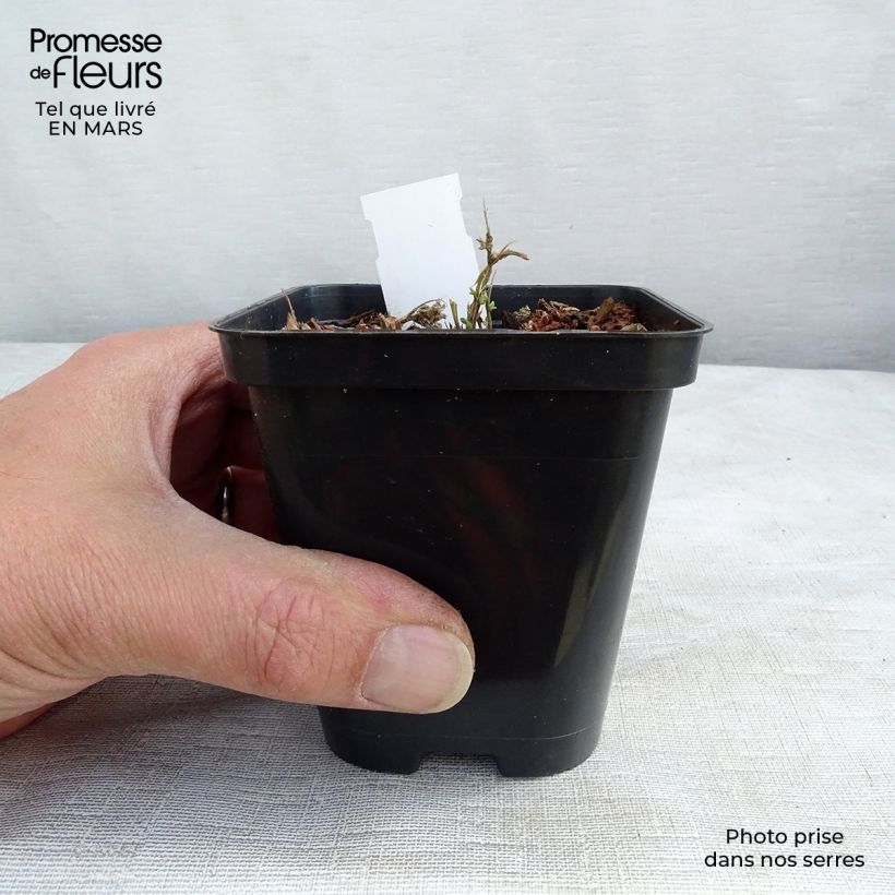 Aubrieta Cascade Purple 8/9 cm pot sample as delivered in spring