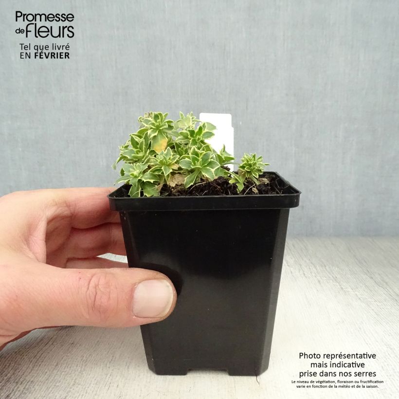 Aubrieta Argenteovariegata 8/9 cm pot sample as delivered in winter