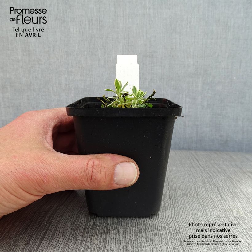 Aubrieta Argenteovariegata 8/9 cm pot sample as delivered in spring