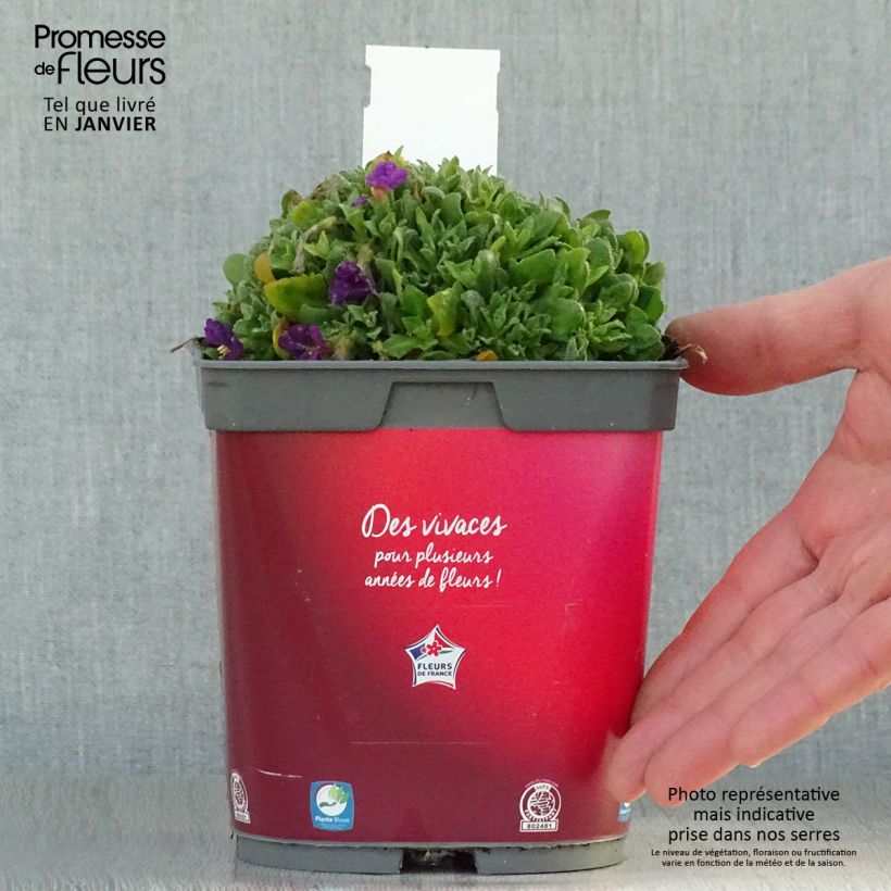 Aubrieta gracilis Rose-Red 2L/3L pot sample as delivered in winter