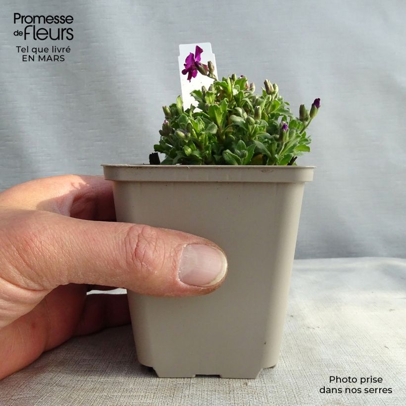 Aubrieta Red Carpet 8/9 cm pot sample as delivered in winter