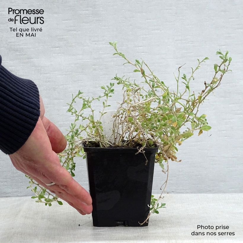 Aubrieta Cascade Blue 8/9 cm pot sample as delivered in spring