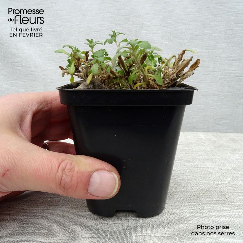 Example of Aubrieta Hamburger Stadtpark 8/9 cm pot as you get in hiver