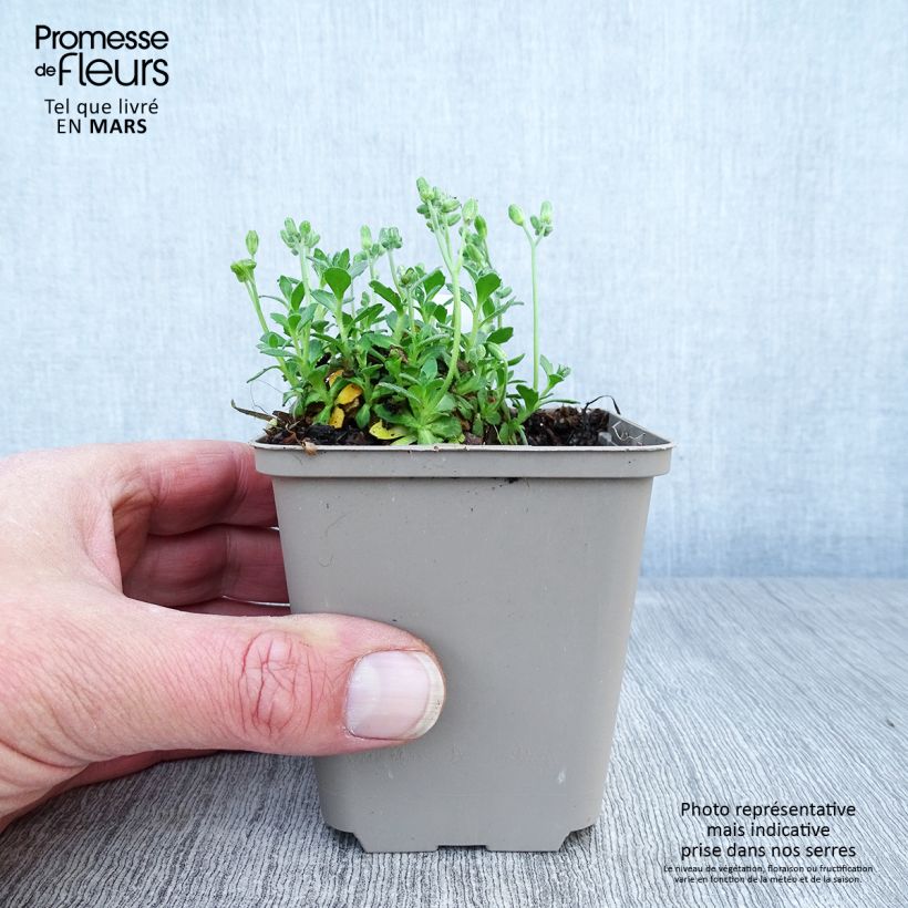 Aubrieta Hamburger Stadtpark 8/9 cm pot sample as delivered in spring