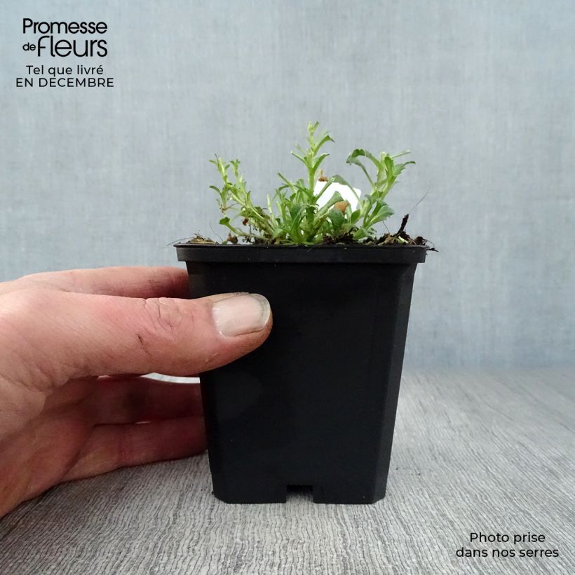 Aubrieta Red Cascade 8/9 cm pot sample as delivered in winter