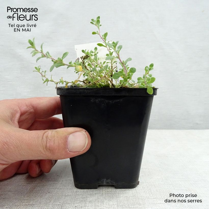 Aubrieta Purple Cascade 8/9 cm pot sample as delivered in spring