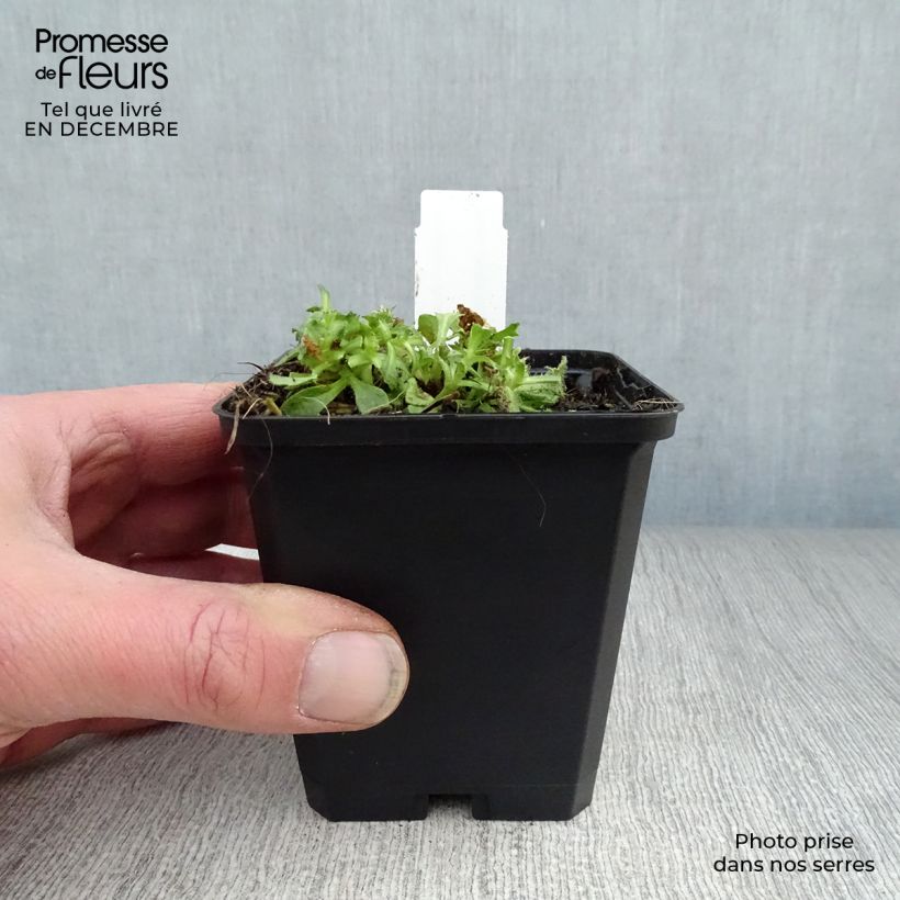 Aubrieta Purple Cascade 8/9 cm pot sample as delivered in winter