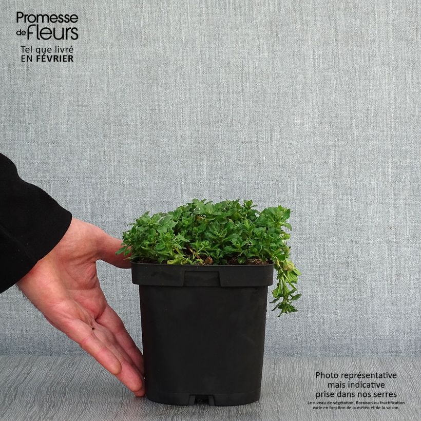 Aubrieta Purple Cascade 2L/3L pot sample as delivered in winter