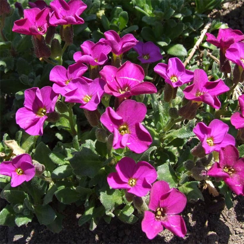 Aubrieta Red Carpet (Flowering)