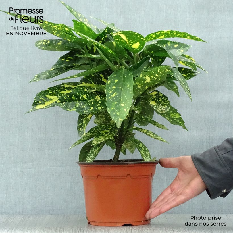 Aucuba japonica Crotonifolia- Spotted Laurel 2L/3L pot sample as delivered in autumn