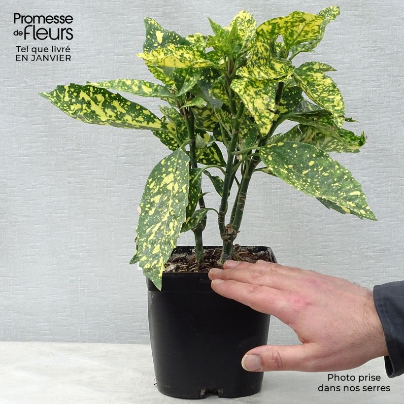 Aucuba japonica Crotonifolia- Spotted Laurel 2L/3L pot sample as delivered in winter