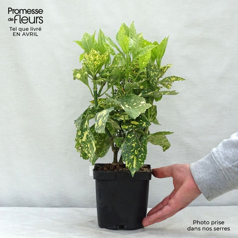 Aucuba japonica Crotonifolia- Spotted Laurel 2L/3L pot sample as delivered in spring