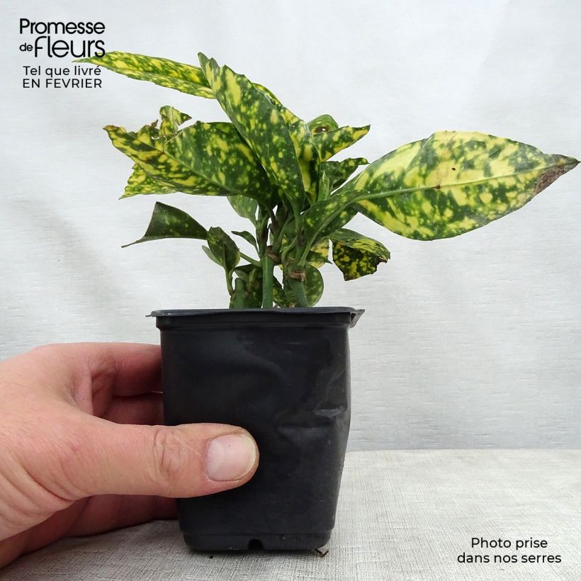 Aucuba japonica Crotonifolia- Spotted Laurel 8/9 cm pot sample as delivered in winter