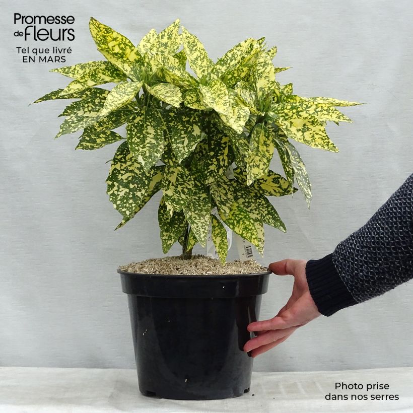 Aucuba japonica Crotonifolia- Spotted Laurel 7.5L/10L pot sample as delivered in spring