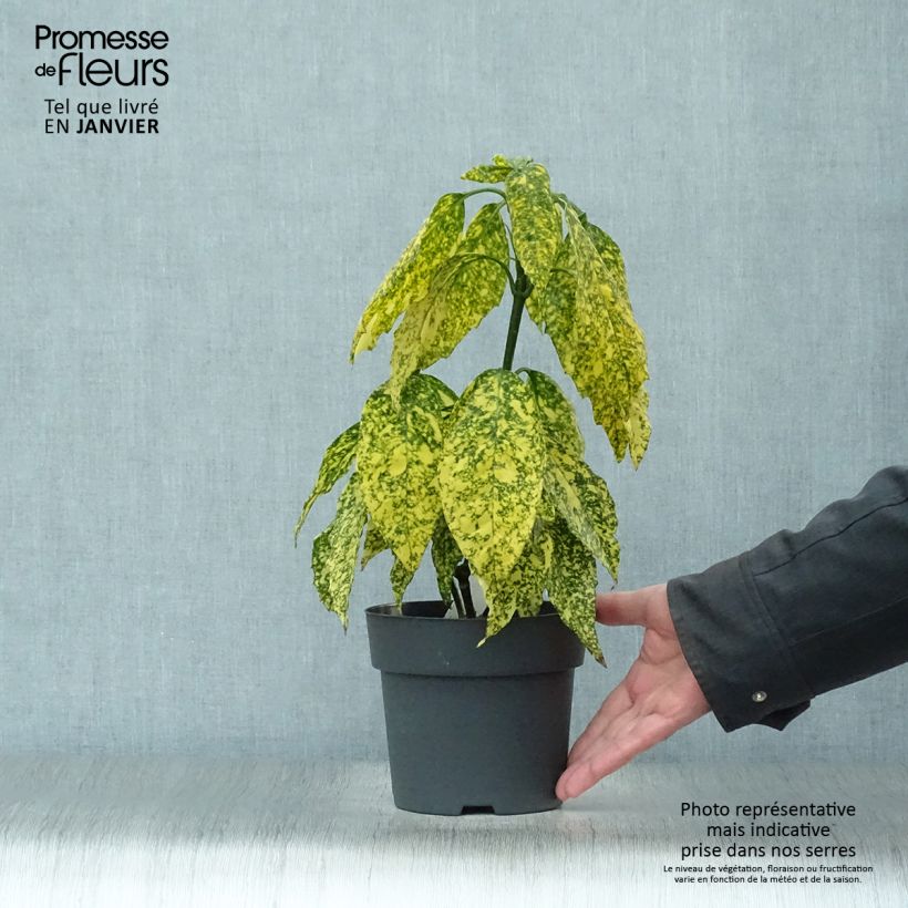 Aucuba japonica Golden King- Spotted Laurel 2L/3L pot sample as delivered in winter