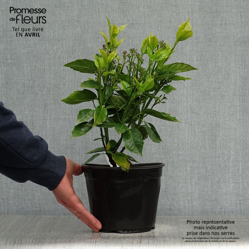 Aucuba Japonica Rozannie- Spotted Laurel 2L/3L pot sample as delivered in spring