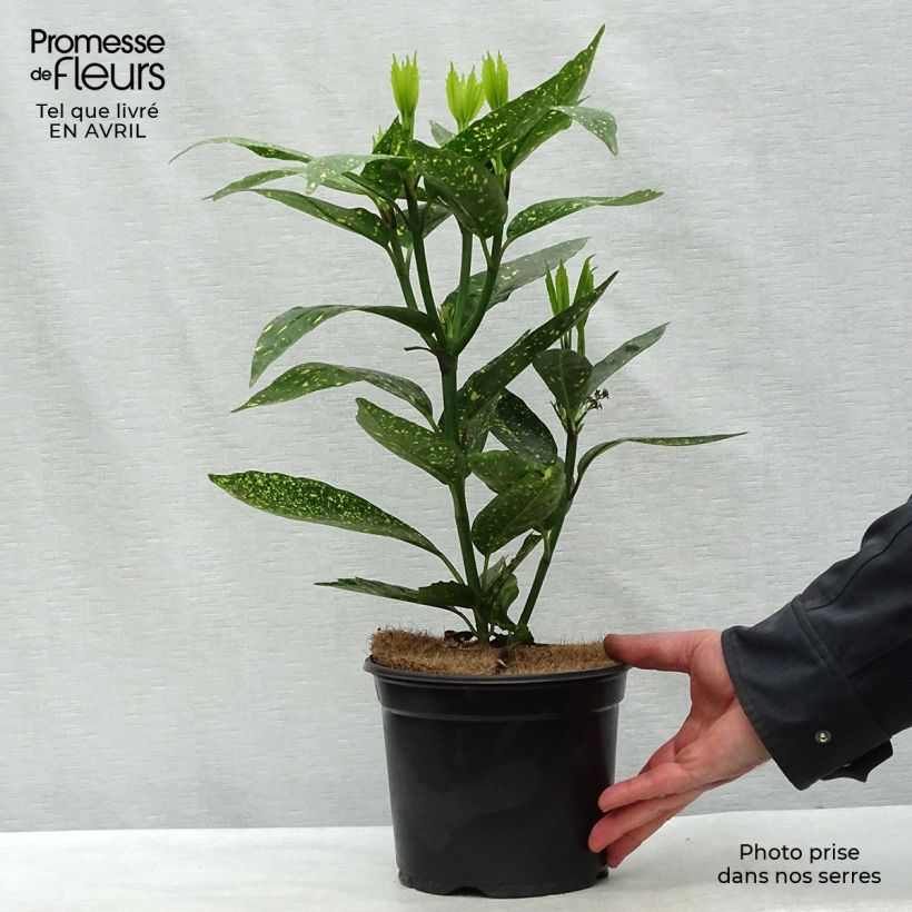 Aucuba japonica Variegata- Spotted Laurel 2L/3L pot sample as delivered in spring