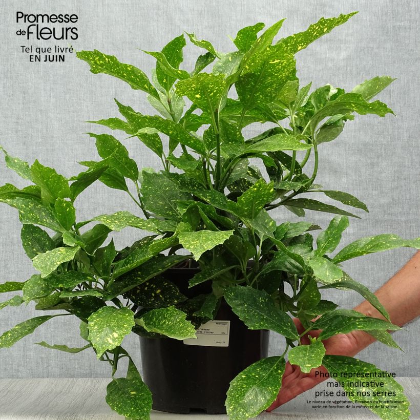 Aucuba japonica Variegata- Spotted Laurel