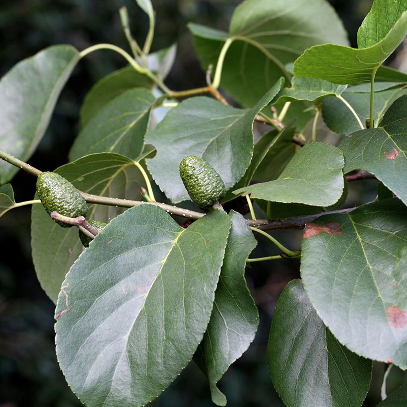 Alnus cordata - Italian Alder (Foliage)
