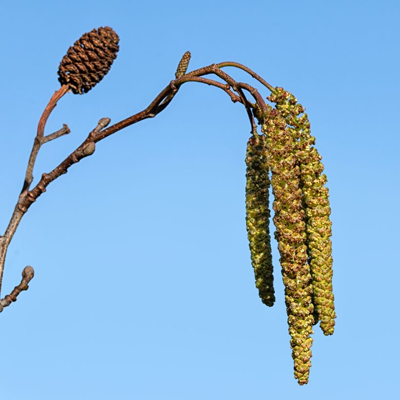 Alnus cordata - Italian Alder (Harvest)