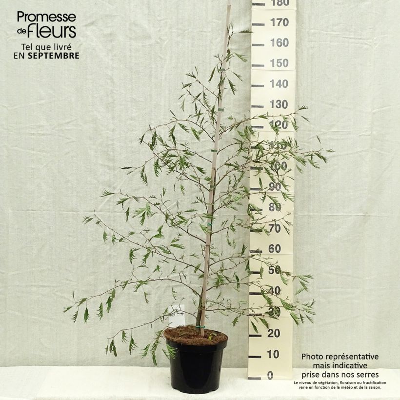 Alnus glutinosa Imperialis 7.5L/10L pot sample as delivered in autumn