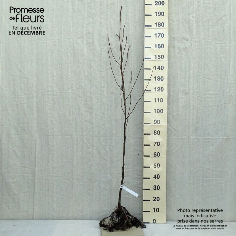 Alnus glutinosa Bare root sample as delivered in winter