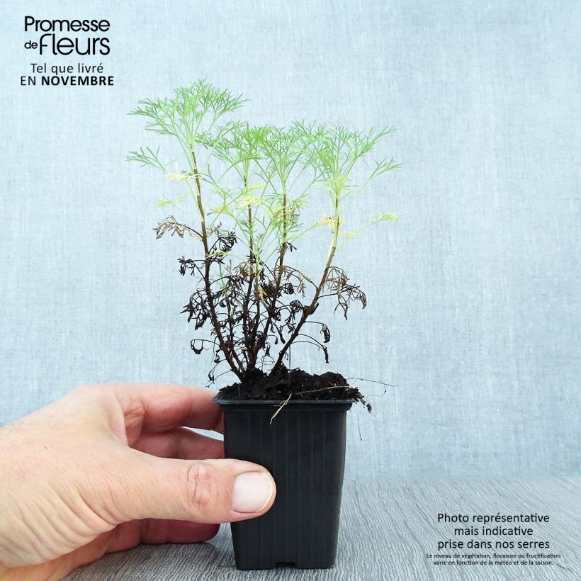 Artemisia abrotanum 7/8 cm pot sample as delivered in autumn