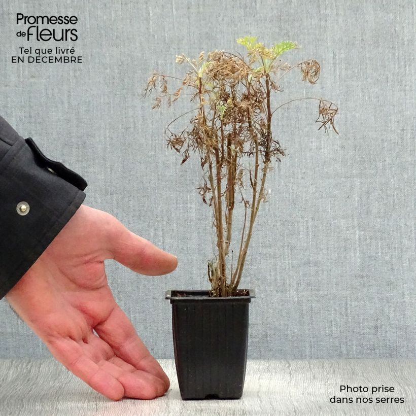 Artemisia abrotanum 7/8 cm pot sample as delivered in winter