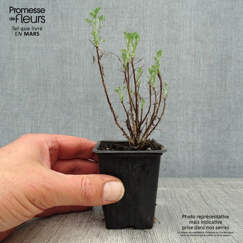 Artemisia abrotanum 7/8 cm pot sample as delivered in spring