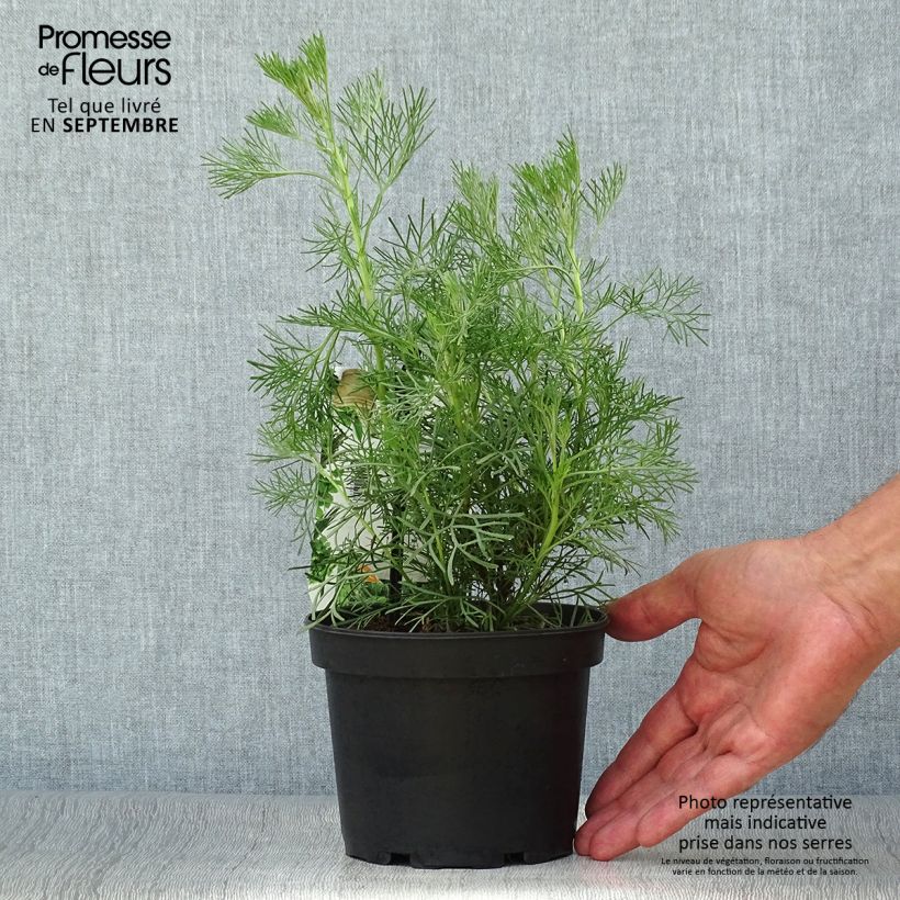 Artemisia abrotanum 1.5L/2L pot sample as delivered in autumn