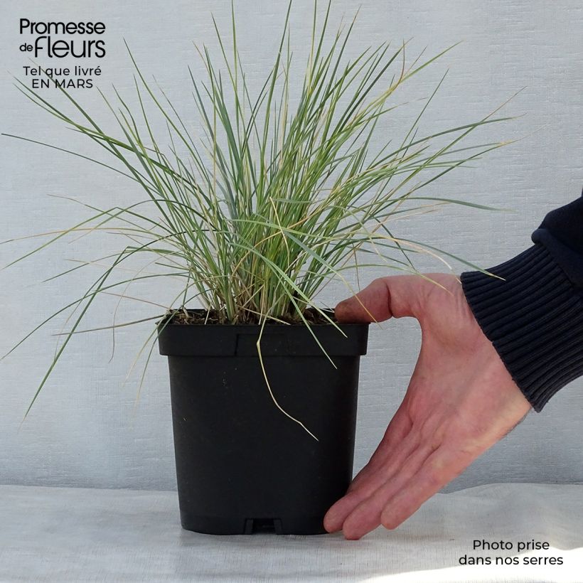 Helictotrichon sempervirens - Blue oat grass 2L/3L pot sample as delivered in spring