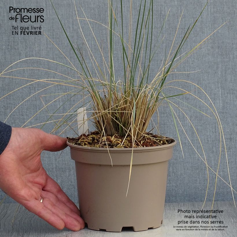 Helictotrichon sempervirens - Blue oat grass 2L/3L pot sample as delivered in winter