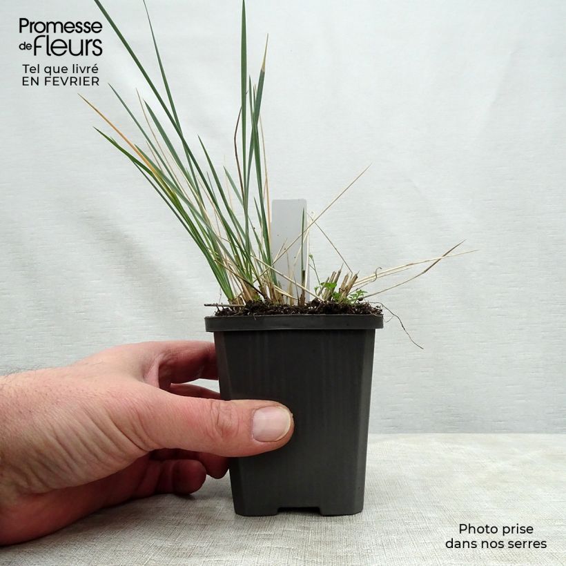 Helictotrichon sempervirens - Blue oat grass 8/9 cm pot sample as delivered in winter